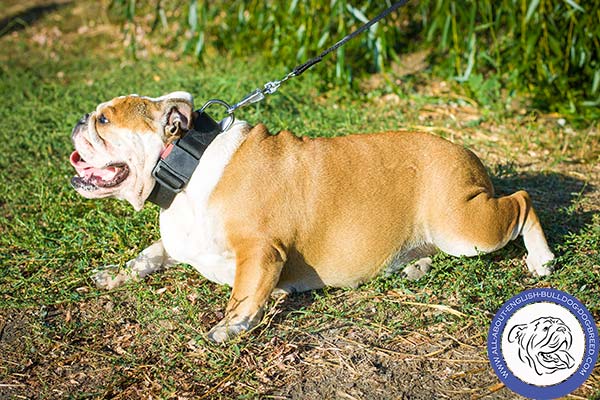 Adjustable English Bulldog Collar with Quick Release  Buckle