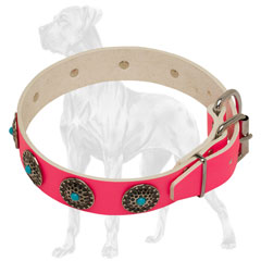 Pink Leather English Bulldog Collar with Strong Buckle