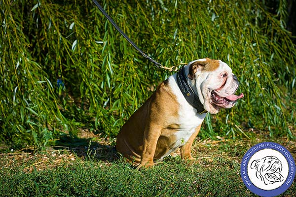 Well-made Leather English Bulldog Collar with Braids