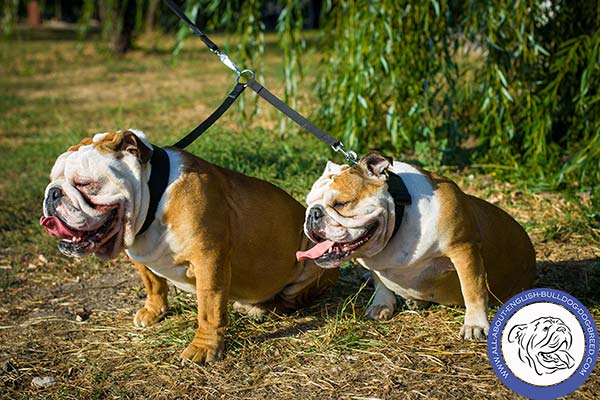 Time-proof Nylon English Bulldog Collar 1,5 inch Wide