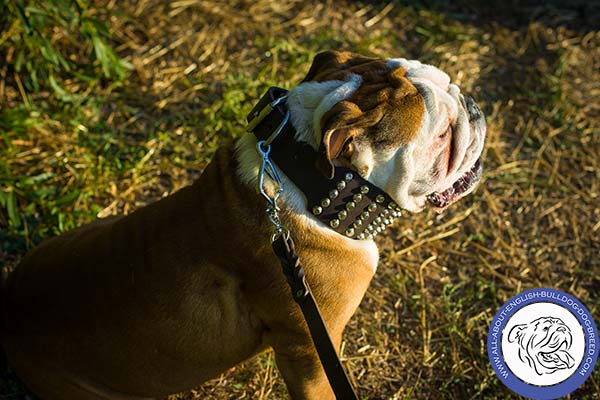 Extra Wide Decorated English Bulldog Collar
