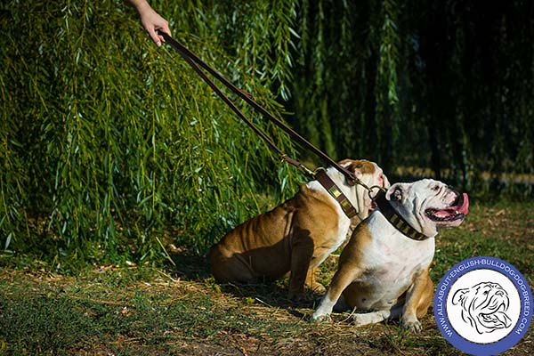 Durable Leather English Bulldog Collar for Safe Handling