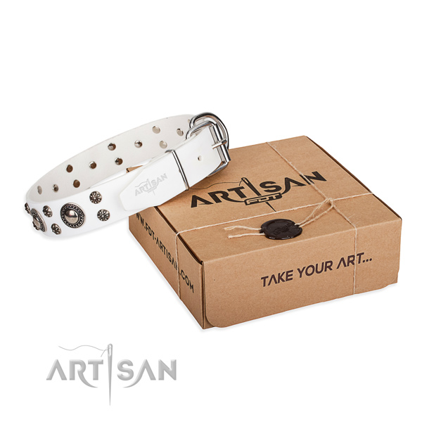 Impressive full grain natural leather dog collar for stylish walks