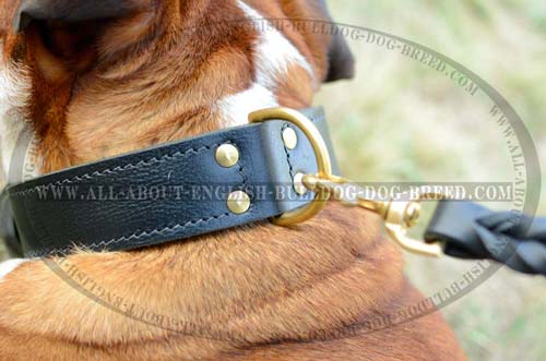 D-Ring on Training Dog Collar 