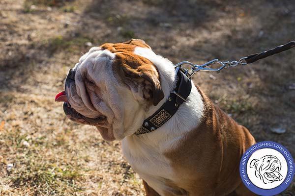 Durable English Bulldog Collar of Leather