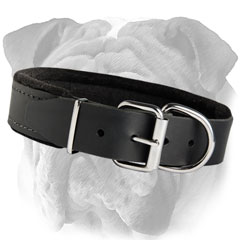 Safe Leather English Bulldog Collar