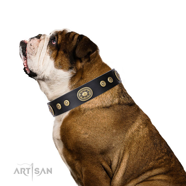 Stylish design studded natural leather dog collar for everyday use