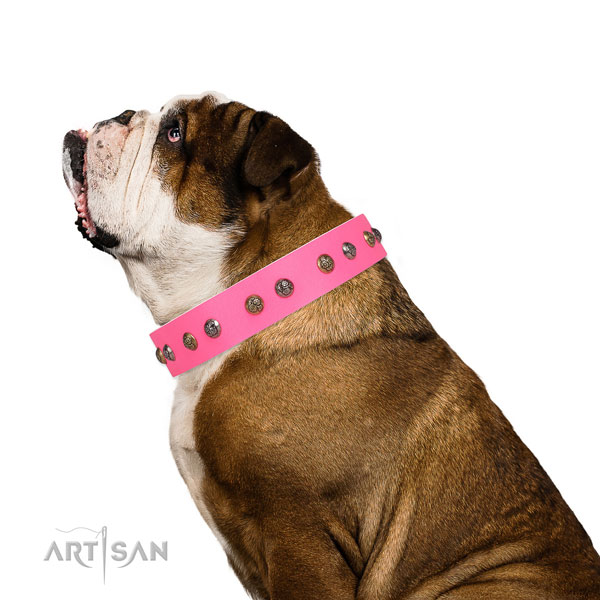 Daily walking embellished dog collar made of quality natural leather