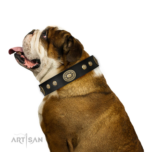 Stylish adornments on everyday walking dog collar