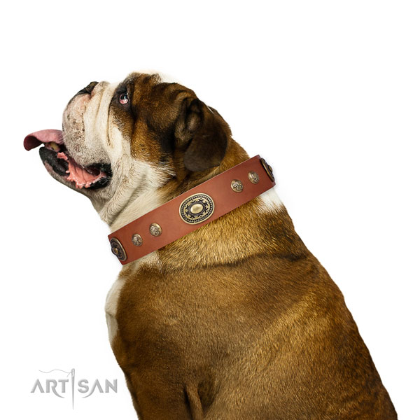 Fashionable embellishments on daily use dog collar