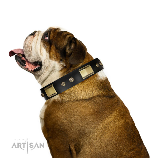 Basic training dog collar of leather with remarkable embellishments