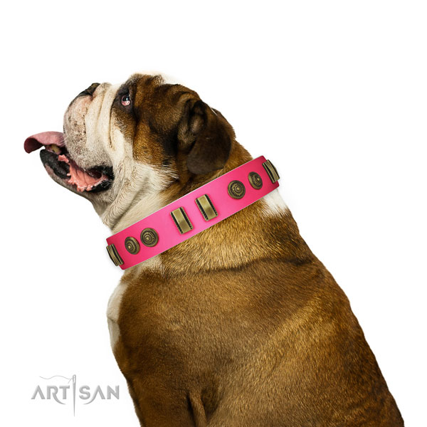Everyday walking dog collar of genuine leather with incredible studs