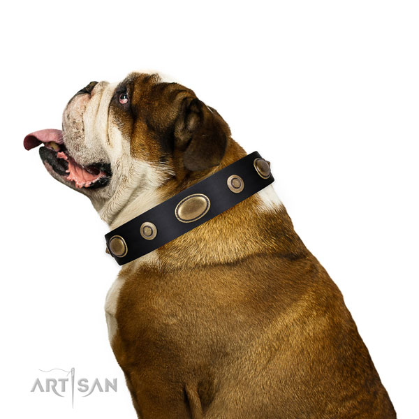 Comfortable wearing dog collar of natural leather with top notch embellishments