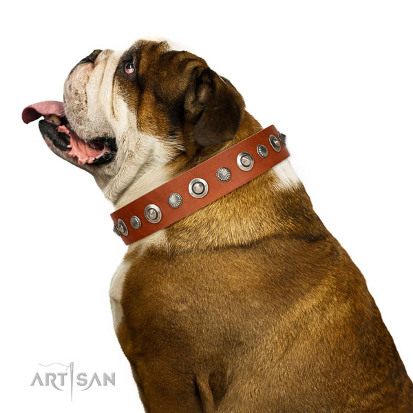 Finest quality natural leather dog collar with fashionable studs