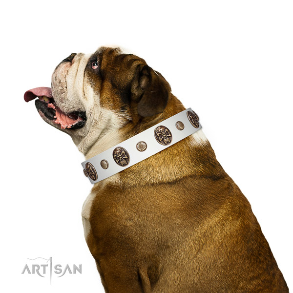 Full grain genuine leather dog collar with extraordinary studs