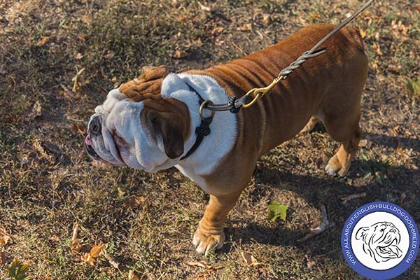 Adorned Silent Dog Choke Collar with Brass Hardware