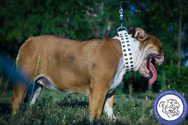 White English Bulldog Collar with Dotted Studs