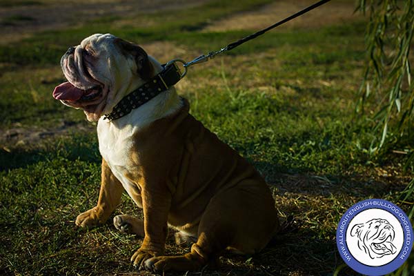 Durable Leather English Bulldog Collar with Spikes and Cones