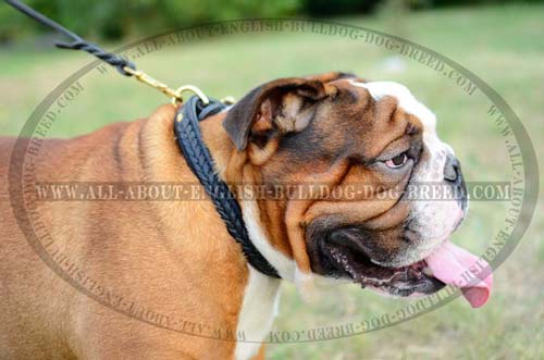 Leather English Bulldog Collar with Polished Edges