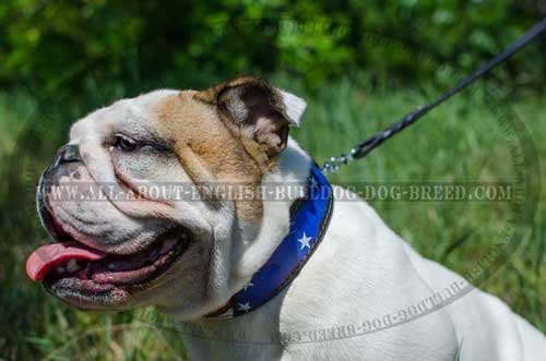 Water Proof Leather English Bulldog Collar 