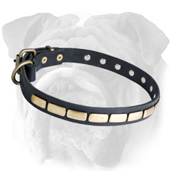 Leather English Bulldog Collar with Strong Fittings 