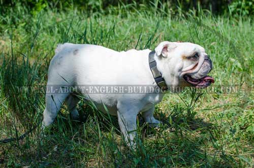 Plated Leather English Bulldog Collar 