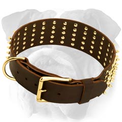 Decorated English Bulldog collar with brass  fittings