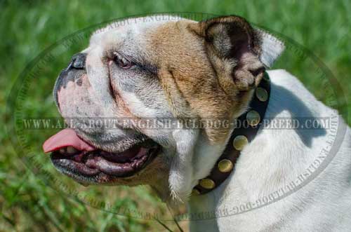 Studded Leather English Bulldog Collar 