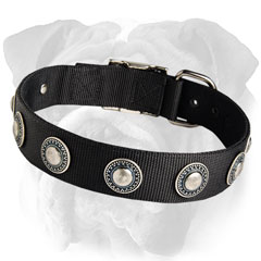 Riveted NylonEnglish Bulldog Collar