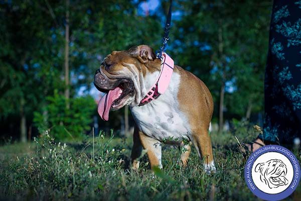 Adjustable Leather English Bulldog Collar