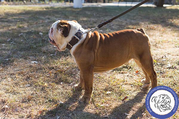 English Bulldog Collar of Durable Genuine Leather