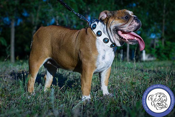 Decorated English Bulldog Collar of White Leather