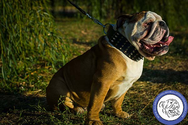 Leather English Bulldog Collar with Vintage-looking Decor