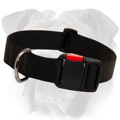 Safe Nylon English Bulldog Collar
