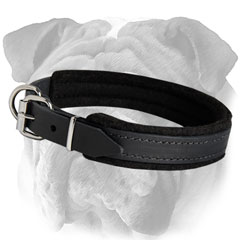 English Bulldog Padded Leather Collar Non-Toxic