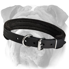 English Bulldog Padded Leather Collar Rustproof Hardware