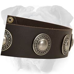 English Bulldog Plated Conchos Leather Collar Polished Edges