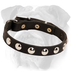 English Bulldog Studded Leather Collar Rustproof Decoration