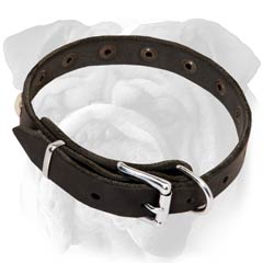 English Bulldog Studded Leather Collar Hypoallergic