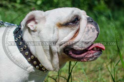Safe English Bulldog Studded Leather Collar