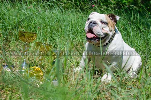 English Bulldog Studded Leather Collar Nickel Pyramids