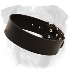 English Bulldog Wide Leather Collar Dog Walking