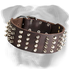 English Bulldog collar with nickel decorations