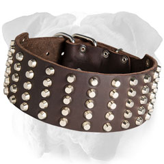 Trendy English Bulldog collar with nickel pyramids