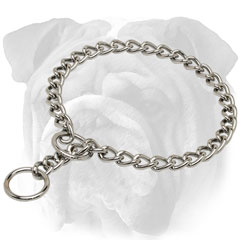 Behavior correction English Bulldog choke collar of  chrome plated steel