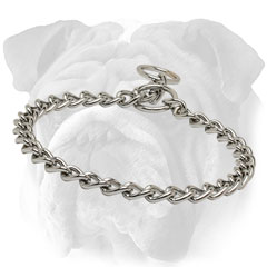 Choke chain collar for English Bulldog