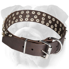 Functional English Bulldog collar easy to adjust
