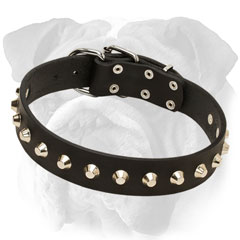 Extra durable leather collar for English Bulldog
