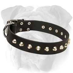 Fashionable English Bulldog collar with nickel  pyramids