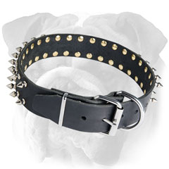 Chic English Bulldog Collar with Steel Nickel Plated Buckle